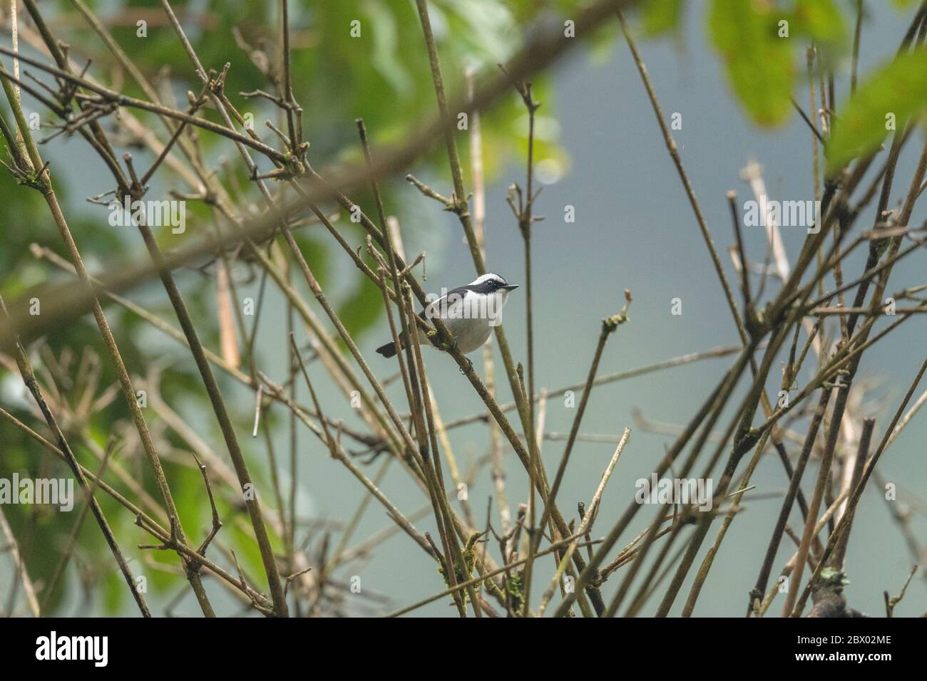 Catacaduta europea con pied, Ficidula hypoleuca, Parco Nazionale della Valle di Neora, distretto di Kalimpong, Bengala Occidentale, India Foto Stock