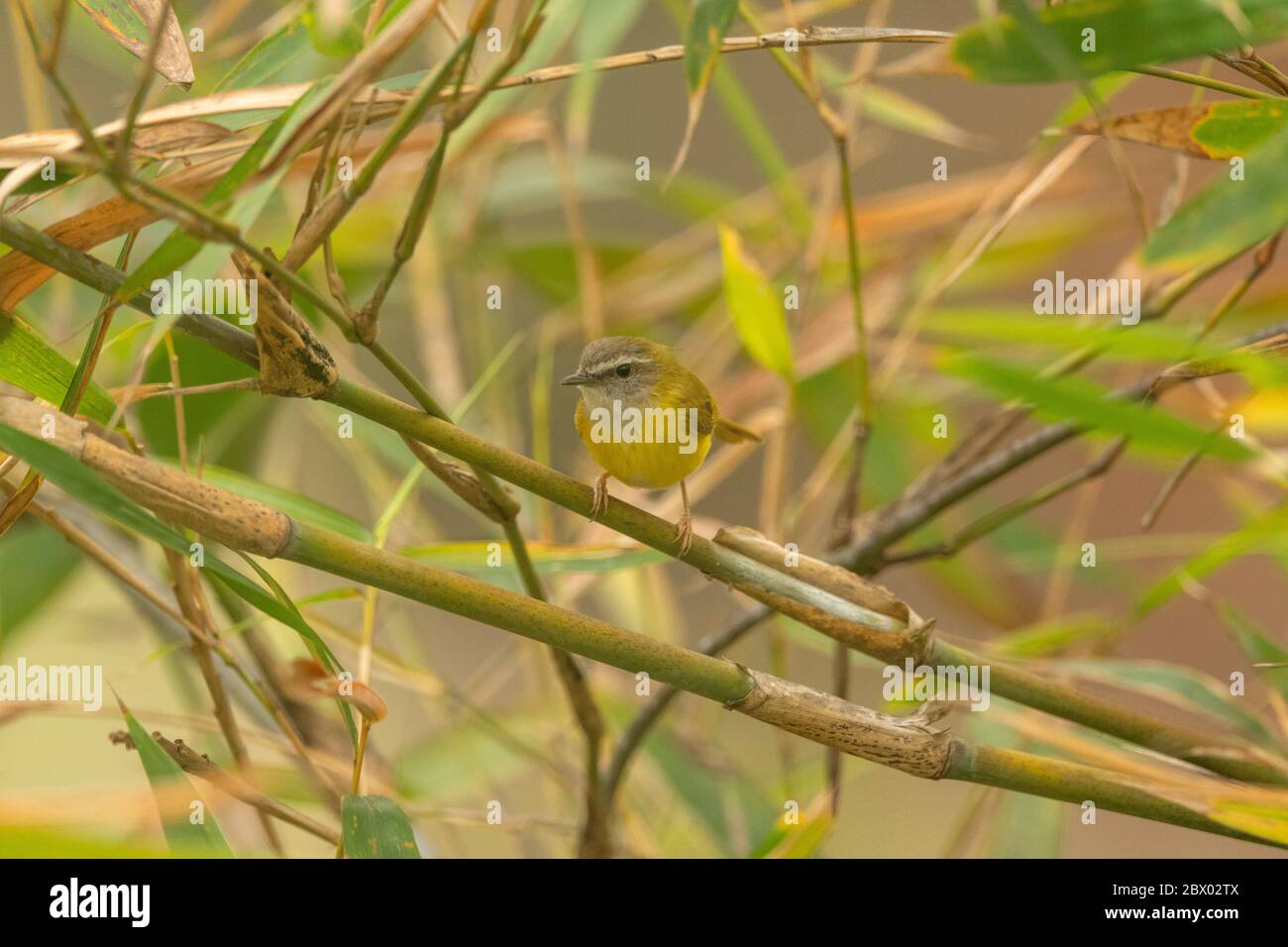 Guerriero dalla ribellione gialla, Abroscopus superciliaris, Mahananda Wild Life Sanctuary, Darjeeling, Bengala del Nord, India Foto Stock