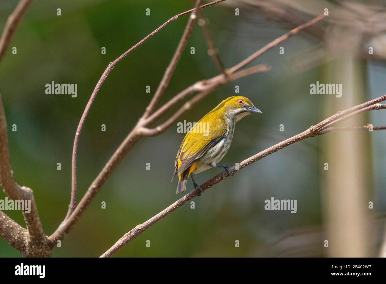 Flowerpecker con sfiato giallo, Dicaeum chrysorreum, Latpanchar, Mahananda Wild Life Sanctuary, Darjeeling, Bengala del Nord, India Foto Stock