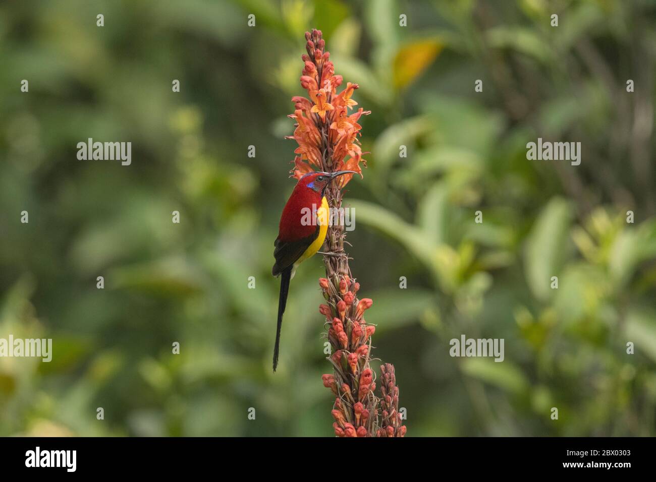 La signora Gould's Sunbird, Aethopyga Gouldiae, maschio, Latpanchar, Mahananda Wild Life Sanctuary, Darjeeling, Bengala del Nord, India Foto Stock