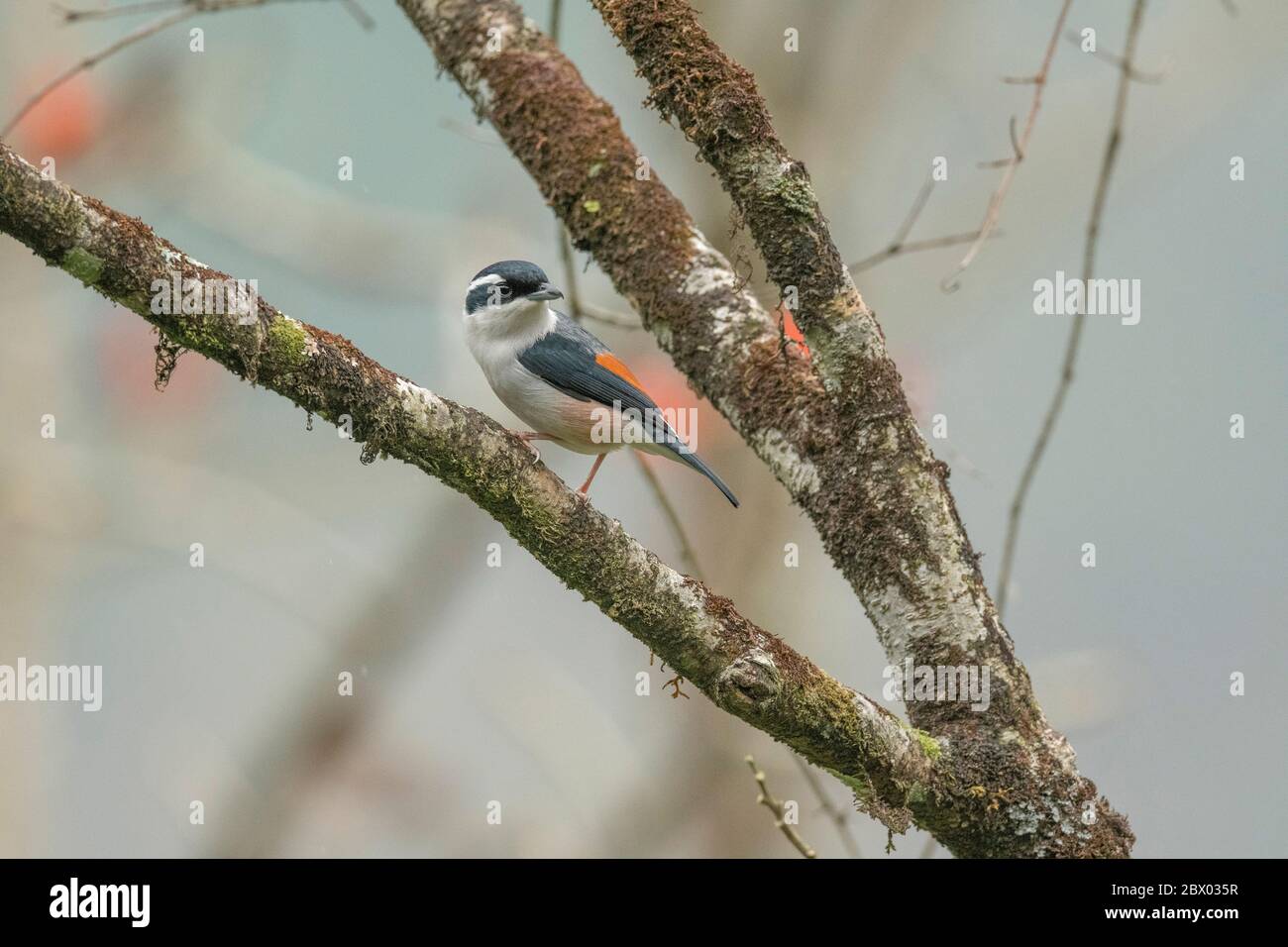 Shrike-babbler dal colore bianco, Pteruthius flaviscapis maschio, Parco Nazionale della Valle di Neora, distretto di Kalimpong, Bengala Occidentale, India Foto Stock