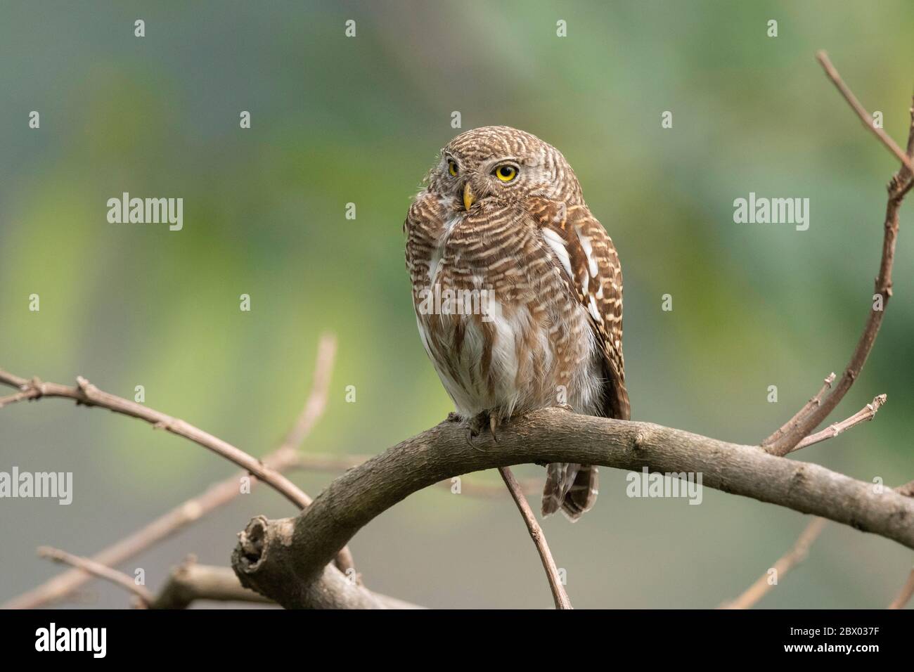 gufo sbarrato asiatico, cucoloides glaucidium, Mahananda Wild Life Sanctuary, Darjeeling, Bengala del Nord, India Foto Stock