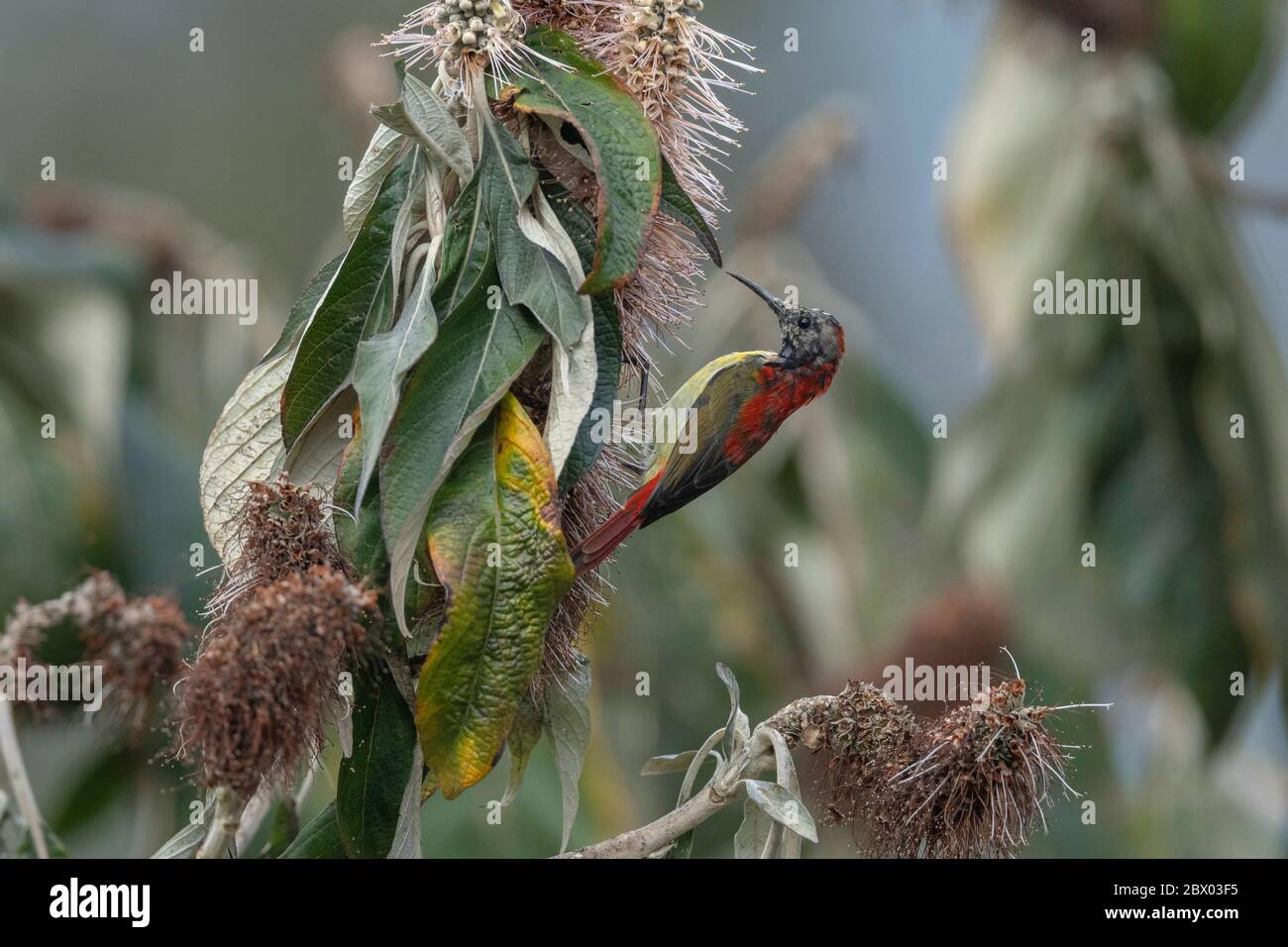 Uccelli da sole con coda di fuoco, Aethopyga ignicauda, Male, Lava, distretto di Kalimpong, Bengala Occidentale, India Foto Stock