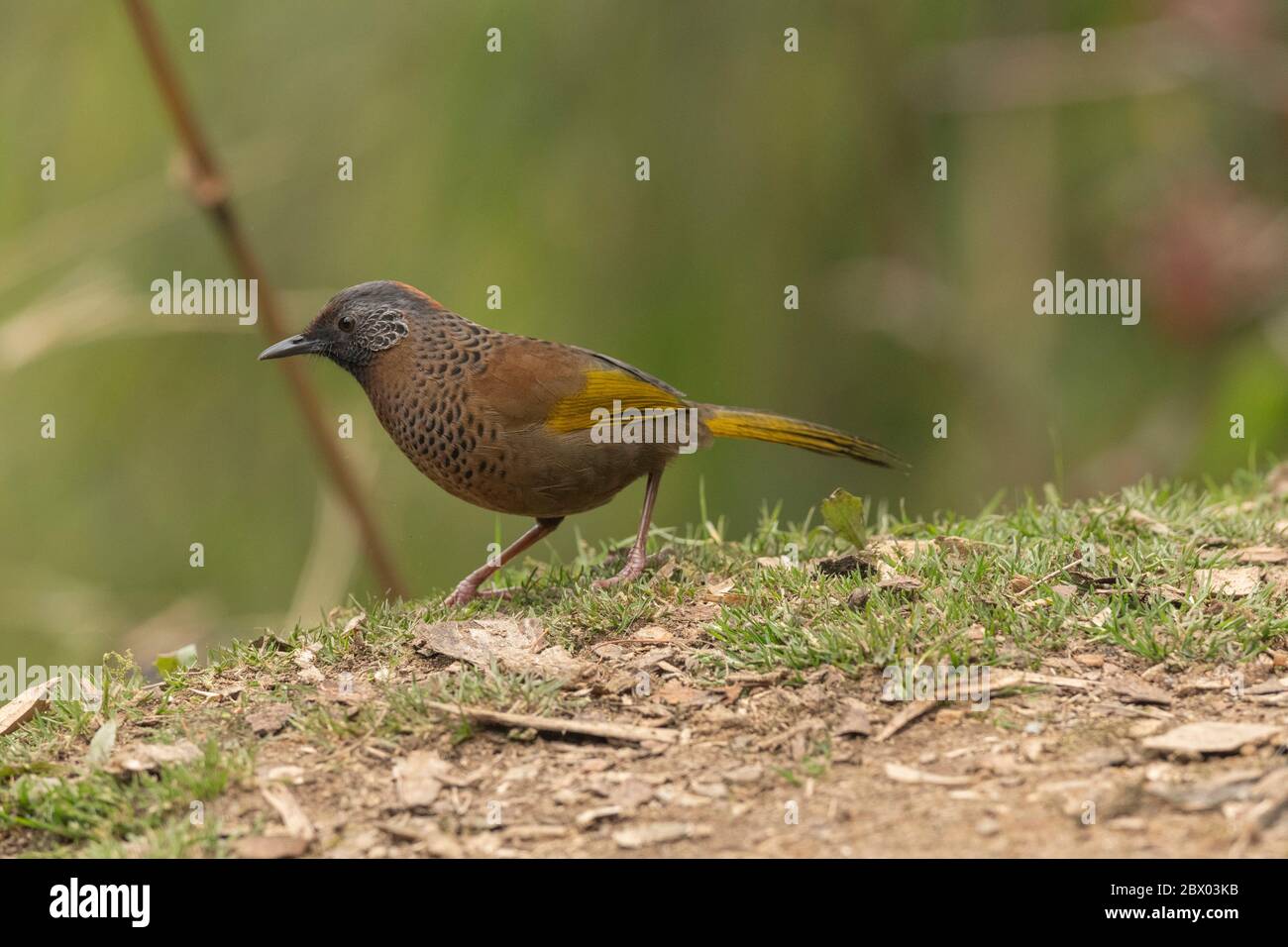 Risate incoronate di castagne, Trocalopteron eritroccephalum, Gorumara National Park, Bengala Occidentale, India Foto Stock