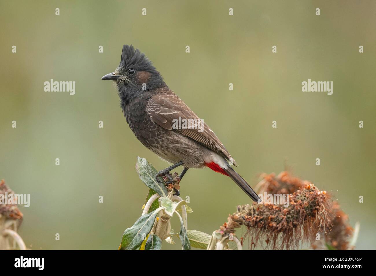 Red-ventilated Bulbul, bengalensis, Pycnonotus cafer bengalensis Blyth, 1845, Lava, distretto di Kalimpong, Bengala Occidentale, India Foto Stock