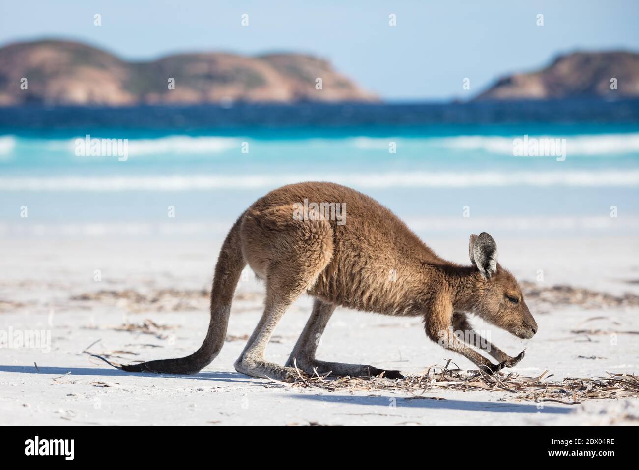 Un giovane canguro da mangiare sulla spiaggia di Lucky Bay nel Parco Nazionale di Cape le Grand, vicino a Esperance, Australia Occidentale Foto Stock