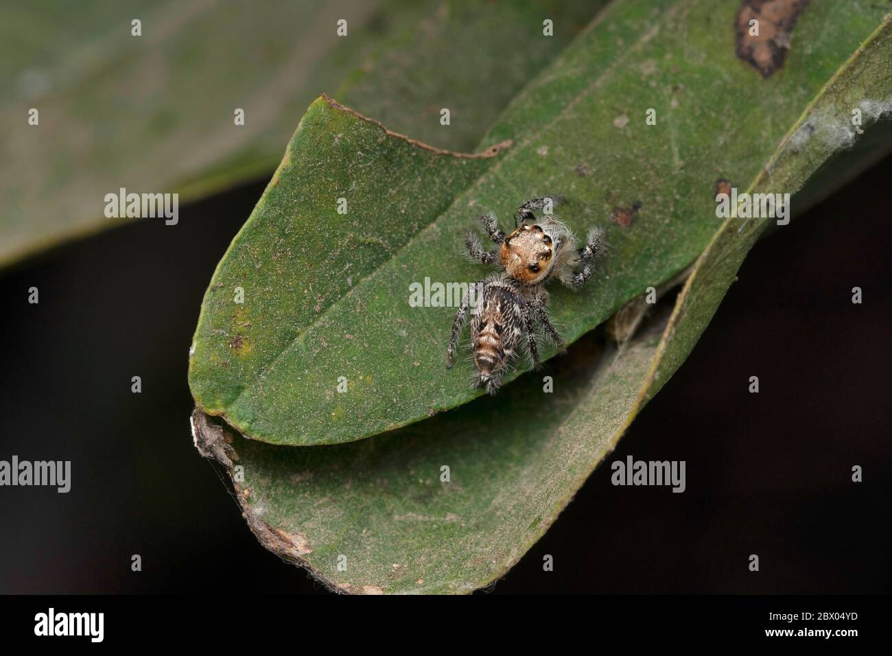 Ragno a ponticello di corpo pesante, Hylus semicupreus, femmina, Salticidae, Pune, Maharashtra, India Foto Stock