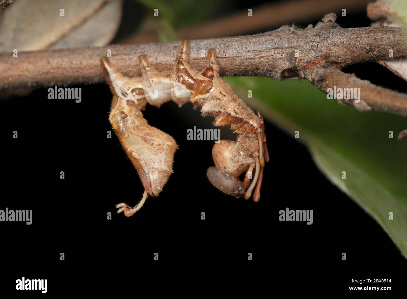 Laterale di brughiera di aragosta caterpillar, Stauropus fagi, Satara, Maharashtra, India Foto Stock