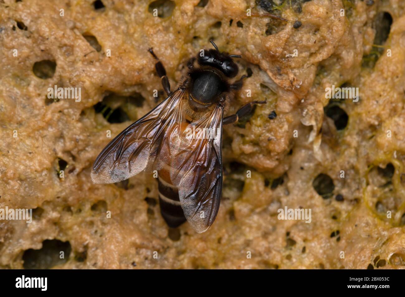 Closeup di Honeybee di roccia, Apis dorsata, Apide, Satara, Maharashtra, India Foto Stock