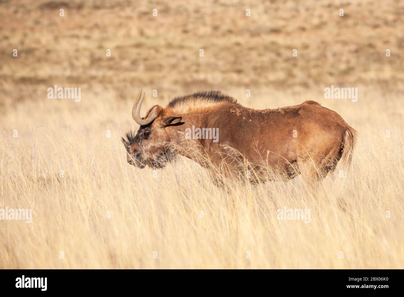 Un wildebeest Nero (Connochaetes gnou), uno dei più rari grandi mammiferi del mondo, nel Parco Nazionale della montagna Zebra, in Sud Africa. Foto Stock