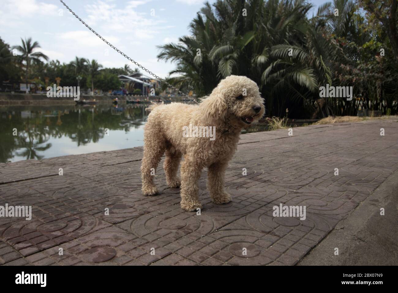 Bichon Frise una piccola razza di cane. Membro del gruppo non sportivo di razze di cani negli Stati Uniti e del gruppo di cani da giocattolo nel Regno Unito Foto Stock