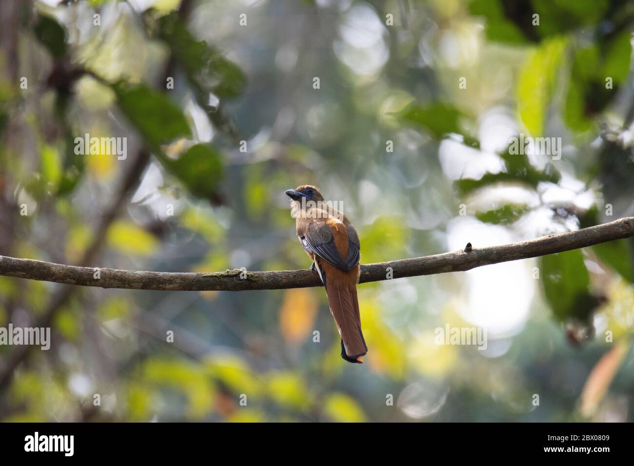 Malabar Trogon, Harpactes fascatus, femmina, Thattekad, Kerala, India Foto Stock