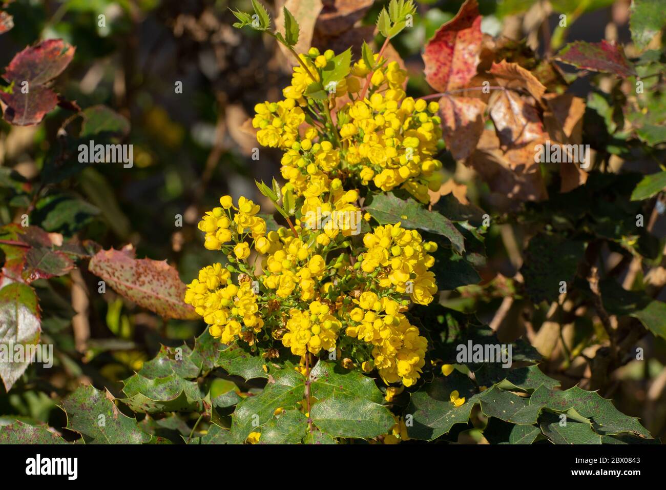 Primo piano di fiori gialli di una mahonia, Berberis aquifolium o Gewöhnliche Mahonie Foto Stock