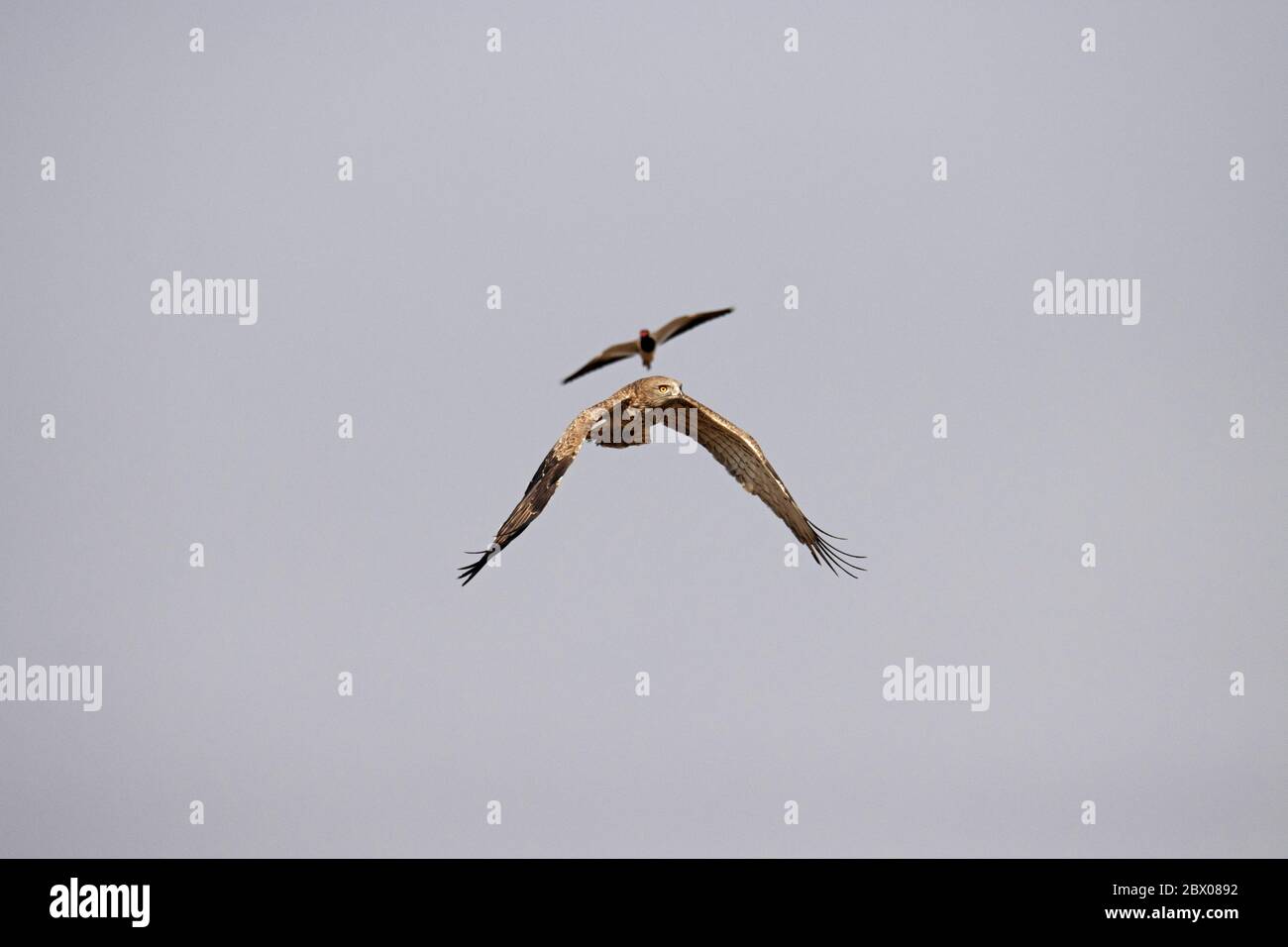 Aquila di serpente dal basso, Circaetus gallicus mobbed by Lapwing Foto Stock