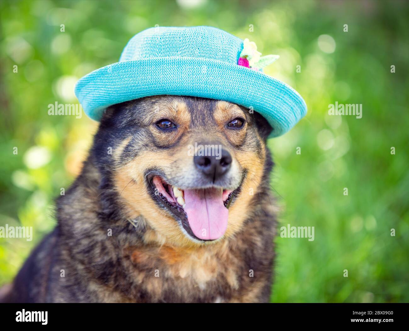 Ritratto di moda di un cane all'aperto. Il cane in estate cappello seduta all'aperto in un parco estivo Foto Stock