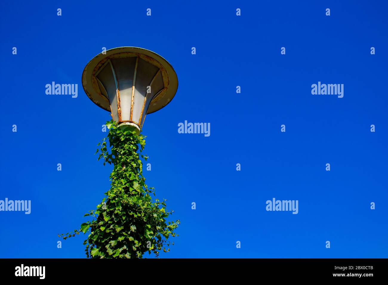 Vecchio semaforo vintage con edera verde e cielo blu Foto Stock