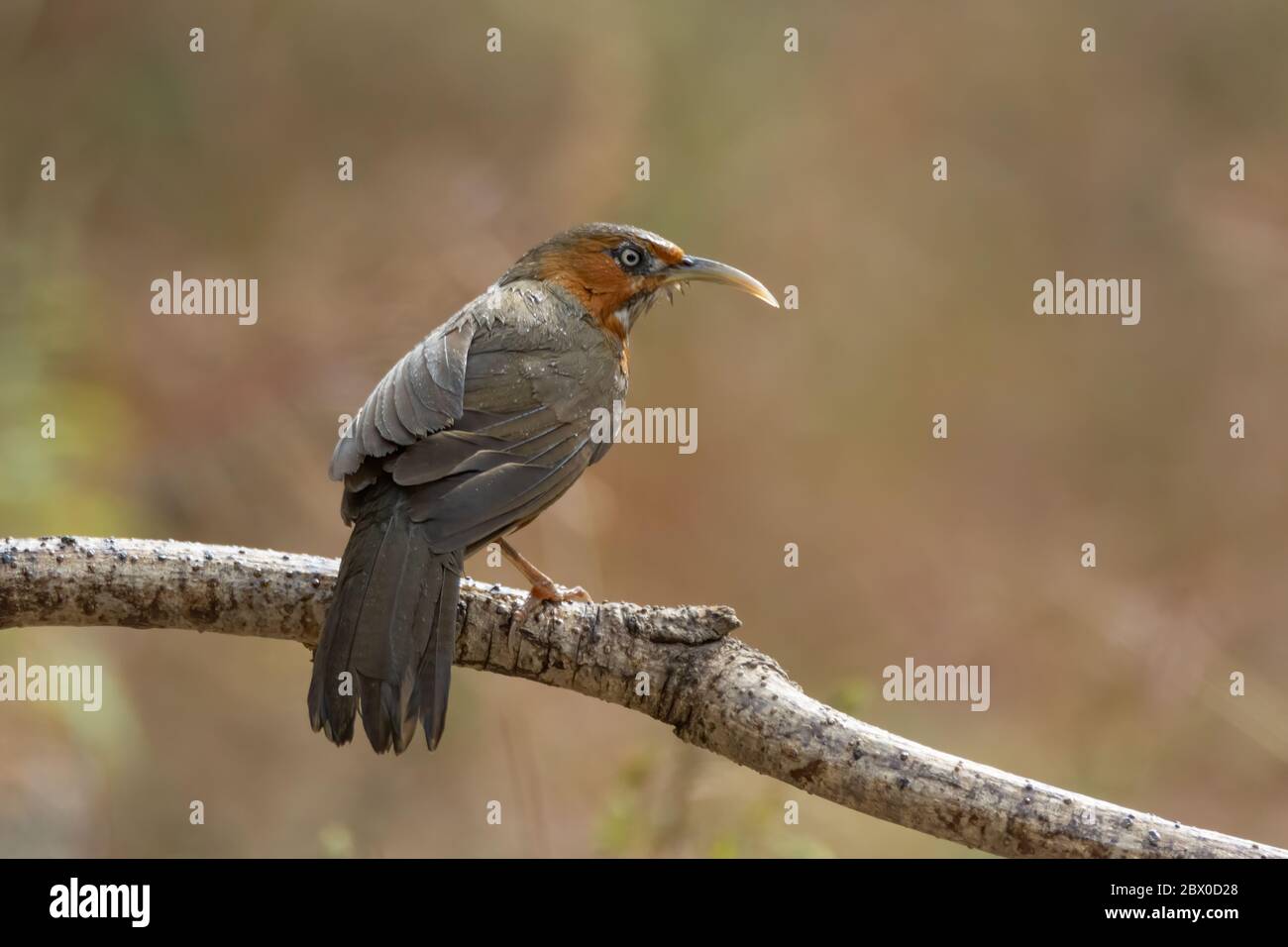 Un babbler scimitar (Pomatorhinus eryrogenys), stranamente attraente, arroccato su un ramo nel villaggio di Pangot - Uttarakhand, nel NOR Foto Stock