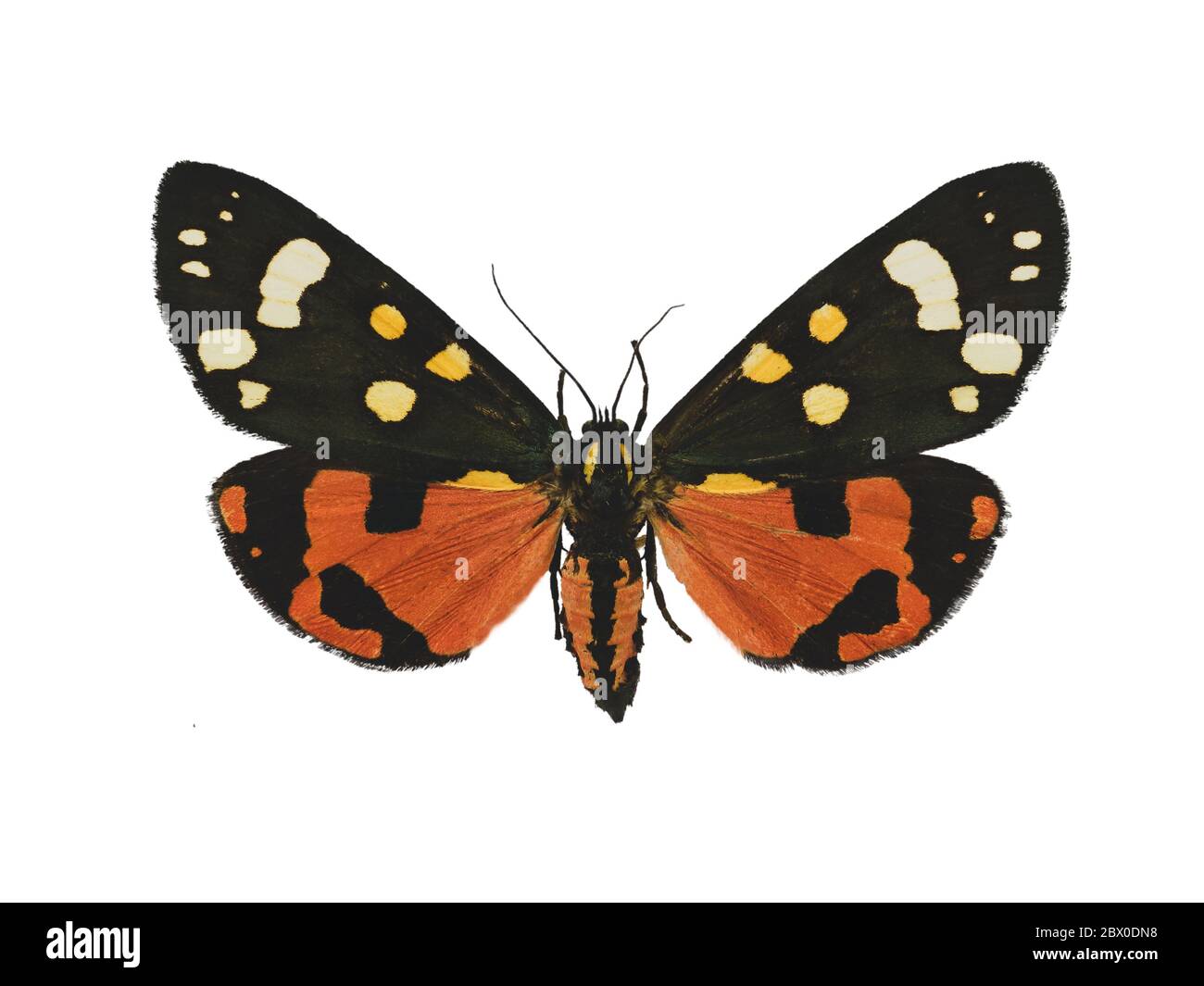 Bella falena tigre scarlatto (Callimorfina Dominula L.) isolato su sfondo bianco Foto Stock