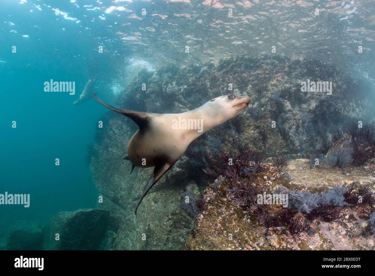 Le femmine selvagge ed eleganti di leone marino californiano caliano della California giocano nell'acqua intorno a Los Islotes, Baja California, Messico. Foto Stock