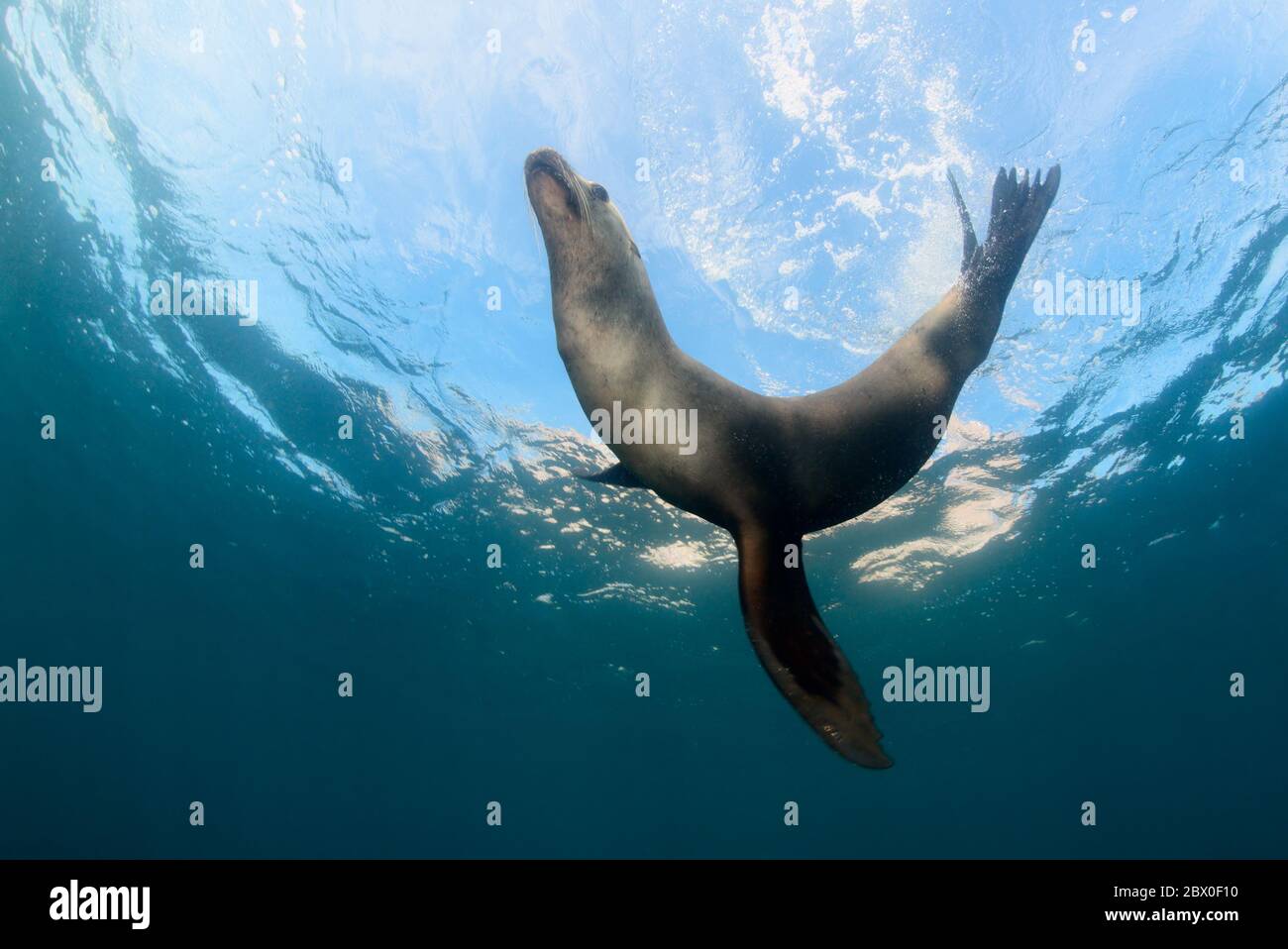 Le femmine selvagge ed eleganti di leone marino californiano caliano della California giocano nell'acqua intorno a Los Islotes, Baja California, Messico. Foto Stock