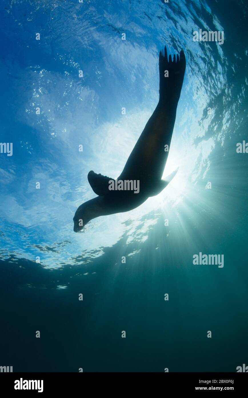 Le femmine selvagge ed eleganti di leone marino californiano caliano della California giocano nell'acqua intorno a Los Islotes, Baja California, Messico. Foto Stock