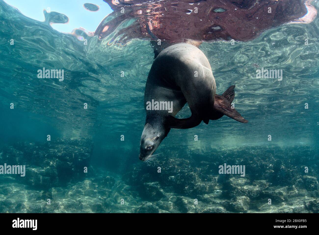 Il leone marino della California selvaggia (Zalophus californianus) graffia l'orecchio in un nodo acrobatico nell'acqua intorno a Los Islotes, Baja California, Messico. Foto Stock