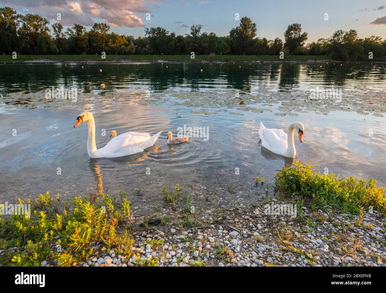 Famiglia Swan con pulcini sul lago Foto Stock