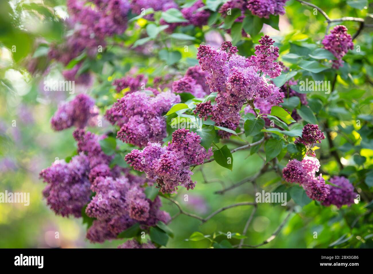 Cespuglio lilla in fiore nel giardino. Primavera fiore sfondo Foto Stock