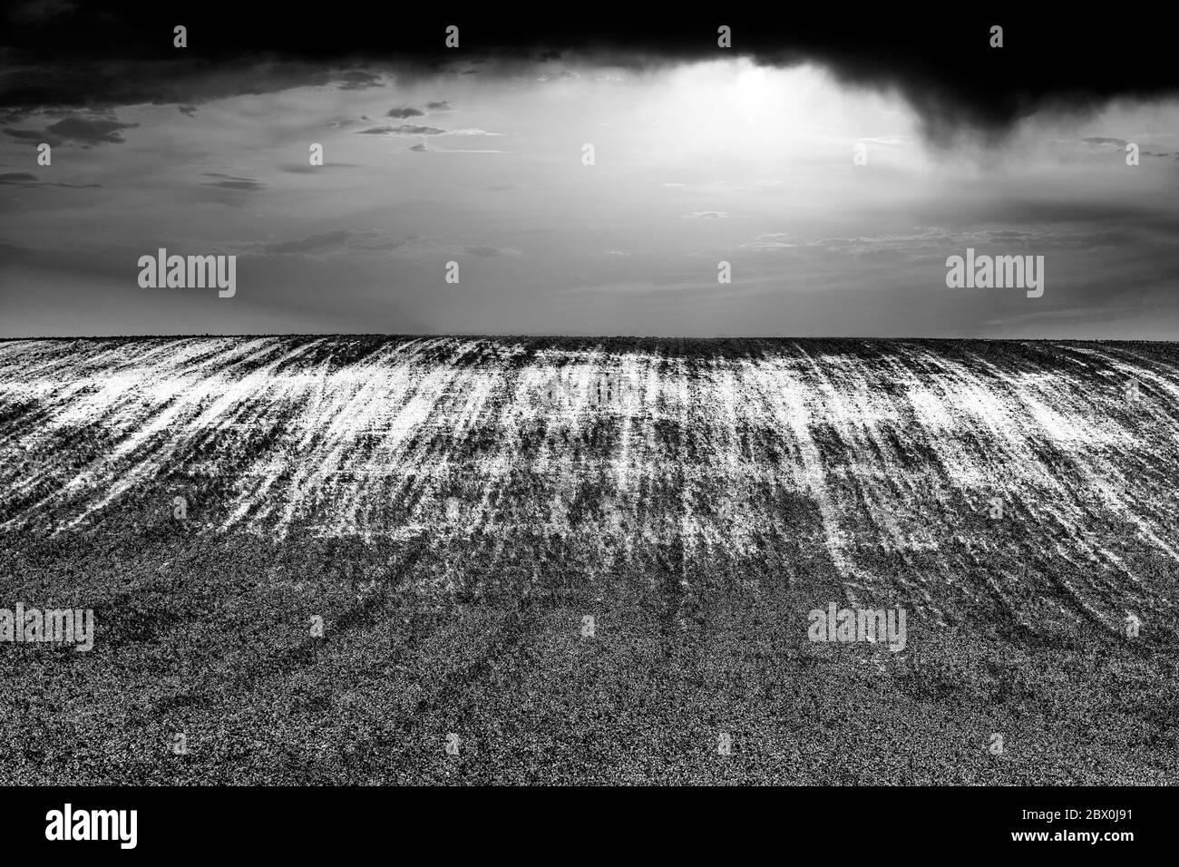 Scala di grigi di campo di erba lungo Foto Stock