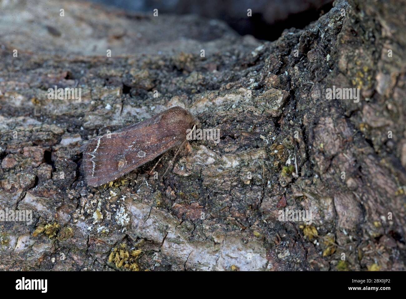 Occhio marrone (Lacanobia oleracea) Foto Stock