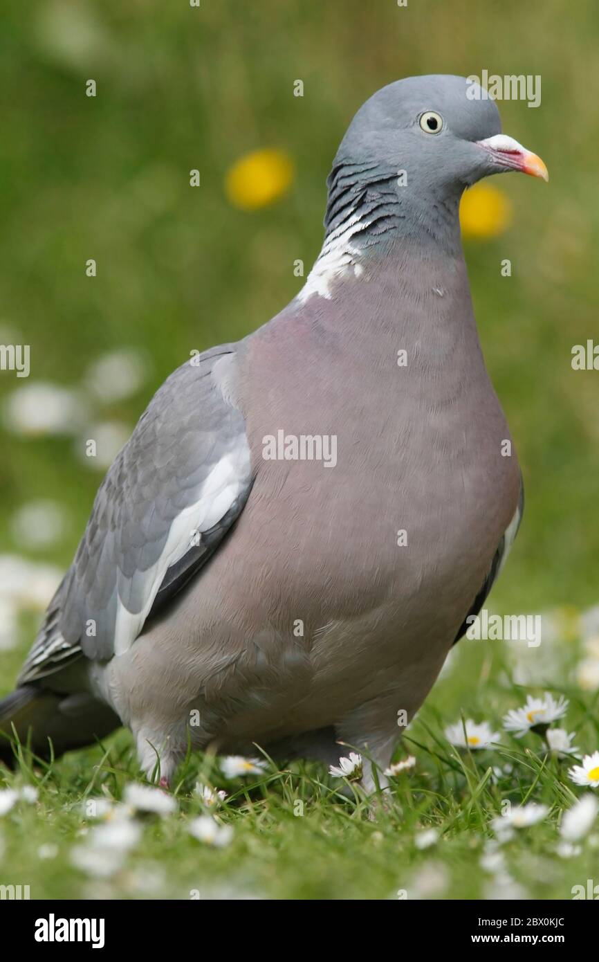 WOOD PIGEON, SCOZIA, REGNO UNITO. Foto Stock