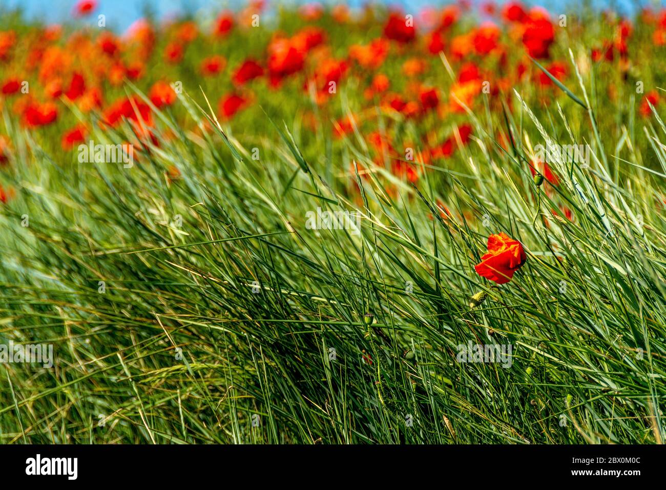 Fiori di papavero rosso comune Foto Stock