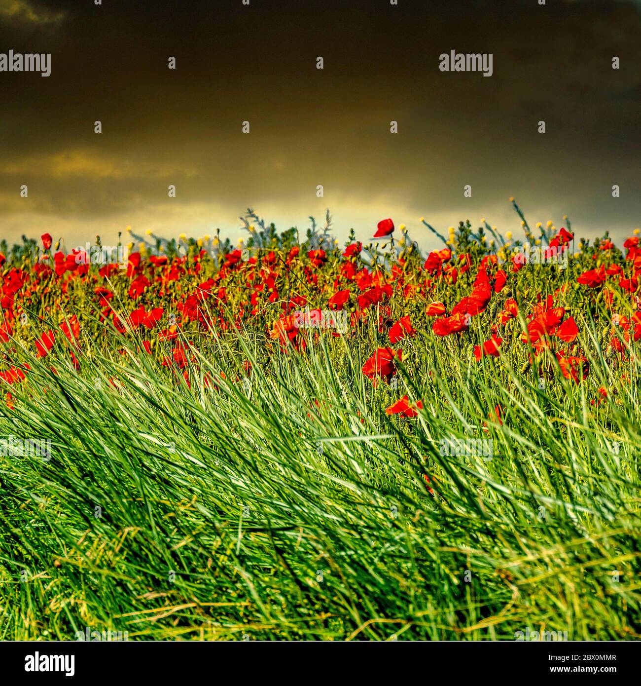 Campo pieno di bello, rosso Poppy comuni fiori che luccicano sotto il cielo nuvoloso Foto Stock