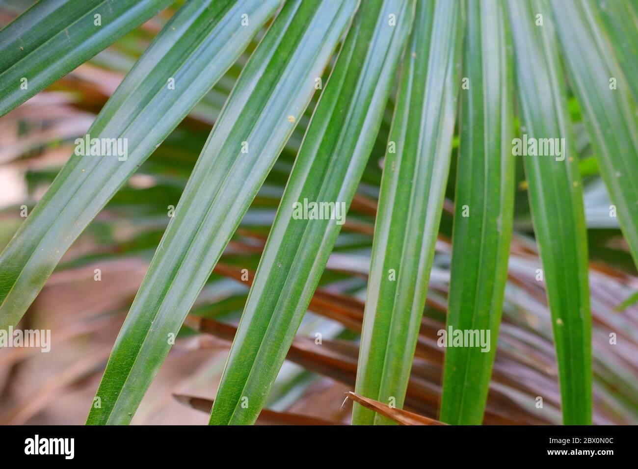 foglia sfocata di sfondo di palme Foto Stock