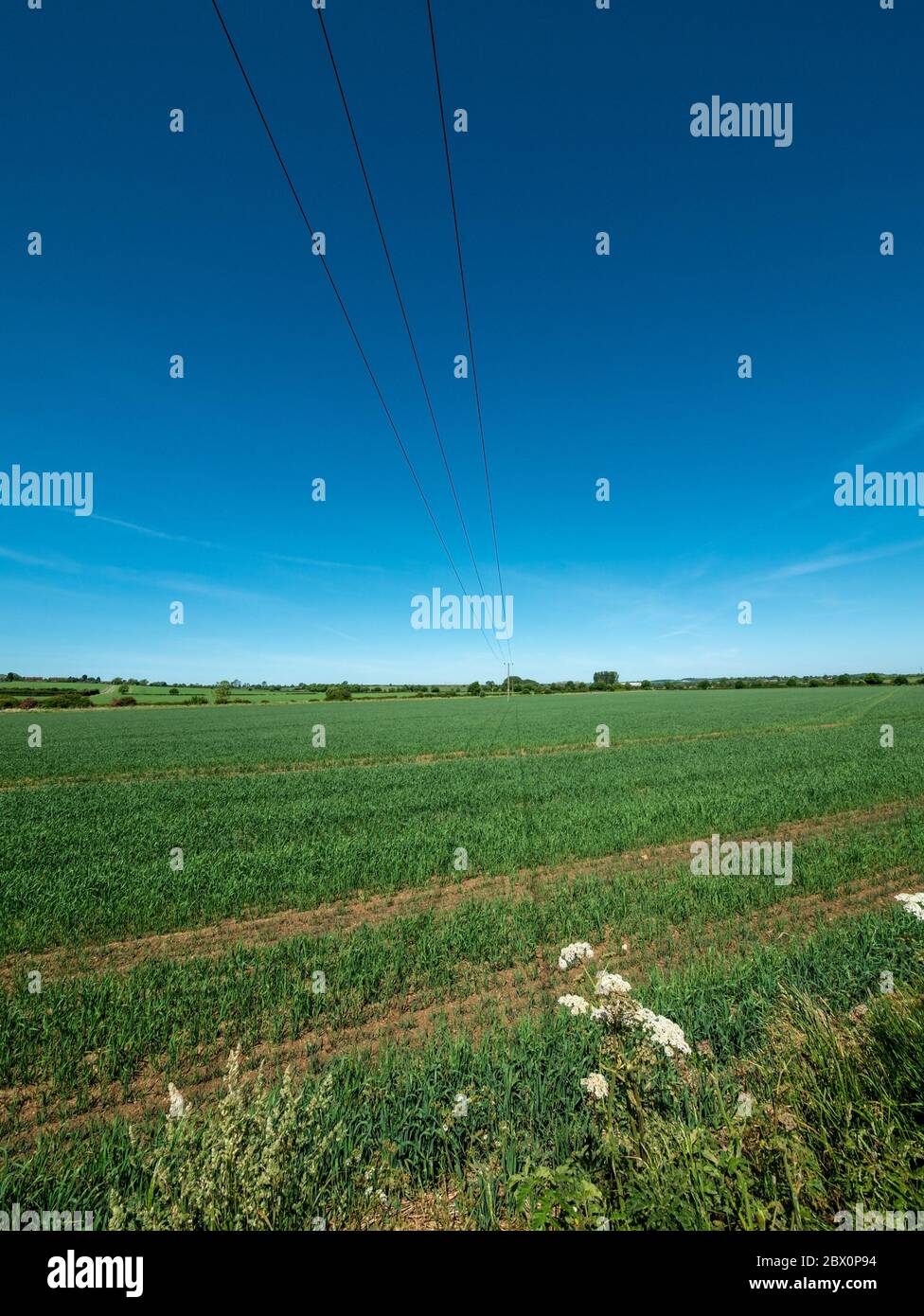 Cavi di alimentazione sospesi trifase lunghi che convergono in distanza contro un cielo blu su terreni agricoli, Inghilterra, Regno Unito Foto Stock