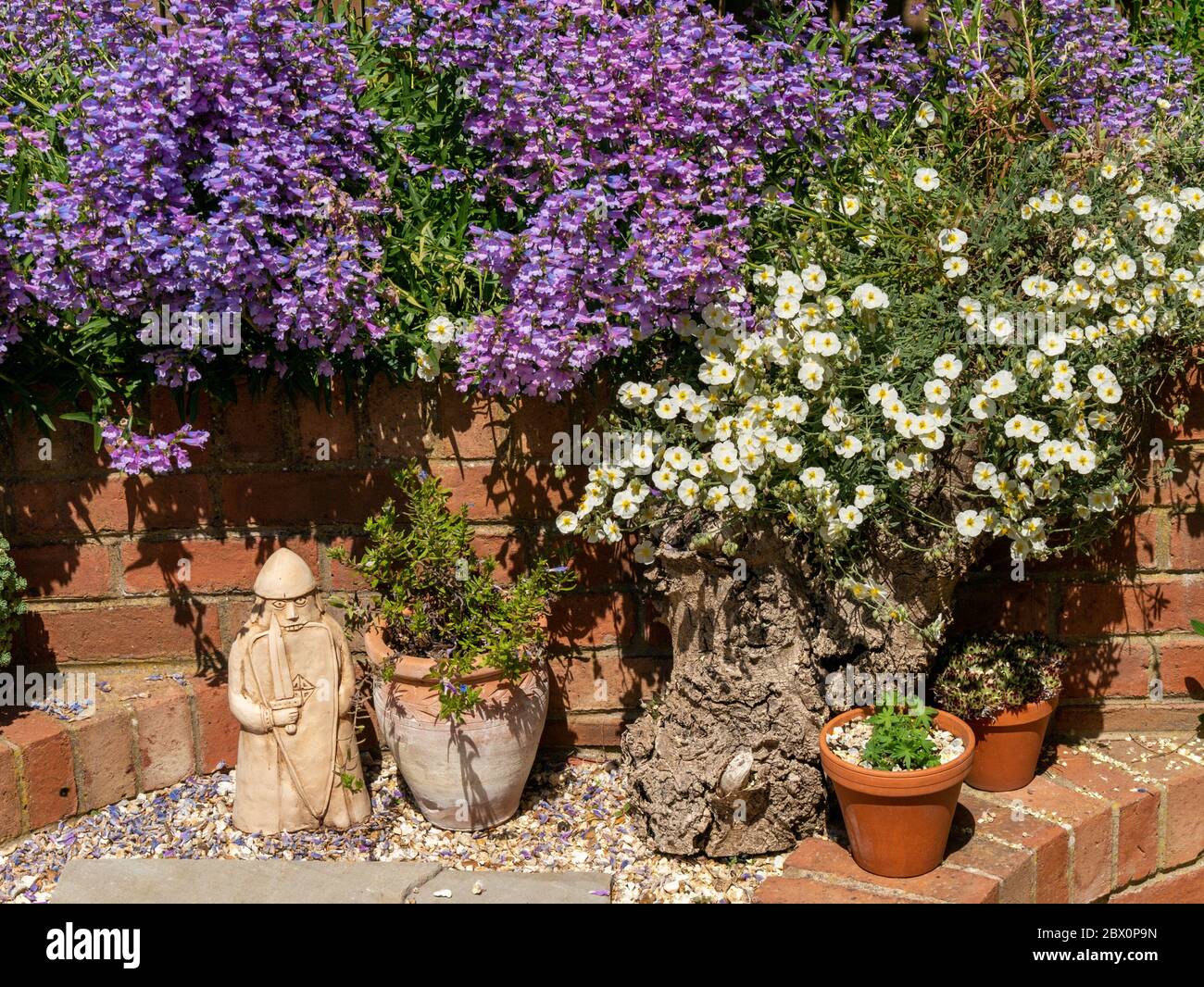 Celeste Blue Penstemon bianco rosa roccia (Cistus salvifolius) fiori che si stende su muro di mattoni rossi con pentole e ornamenti in inglese Cottage Garden, UK Foto Stock