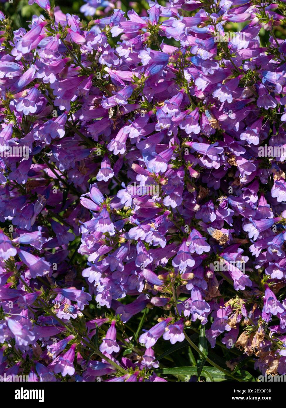 Fiori del Penstemon blu celeste 'Beardtongue' in tarda primavera all'inizio dell'estate, Inghilterra, Regno Unito Foto Stock
