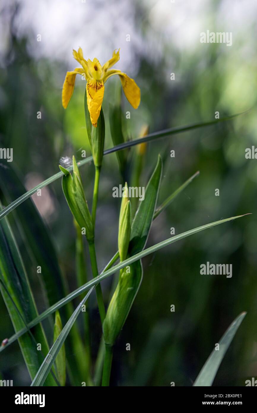 Gelbe Sumpf-Schwertlilie Foto Stock