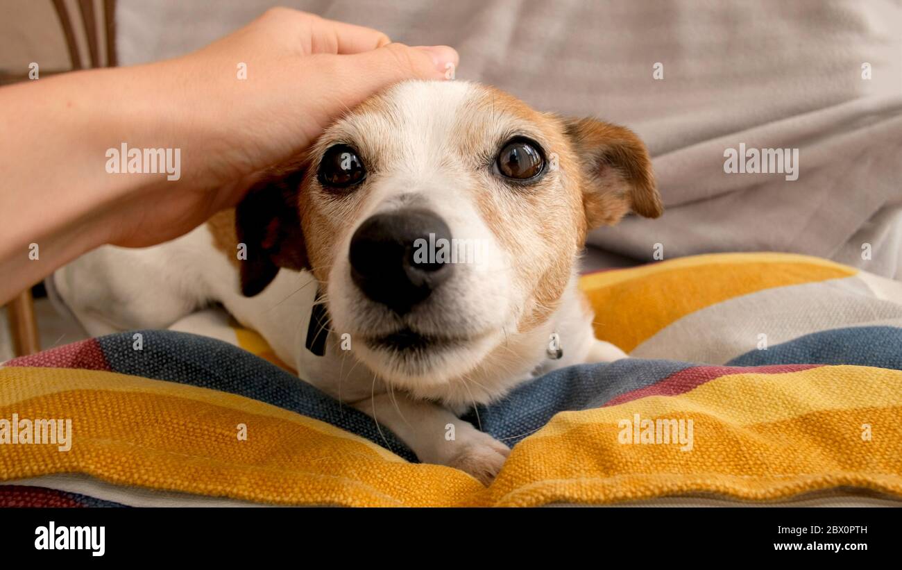 Mano carezzando piccolo cane a casa Foto Stock