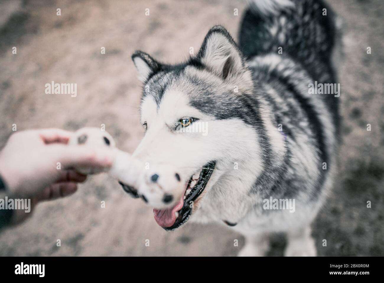 Primo piano di un muso di cane Malamute dell'Alaska - un uomo gioca con un cane - una squadra portuale - cinologia e allenamento Foto Stock
