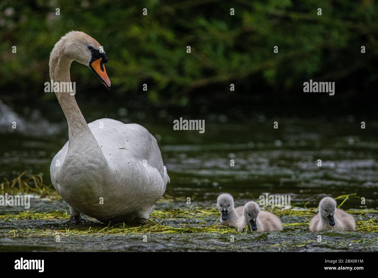 Cigno e cigneti sul fiume Avon Foto Stock