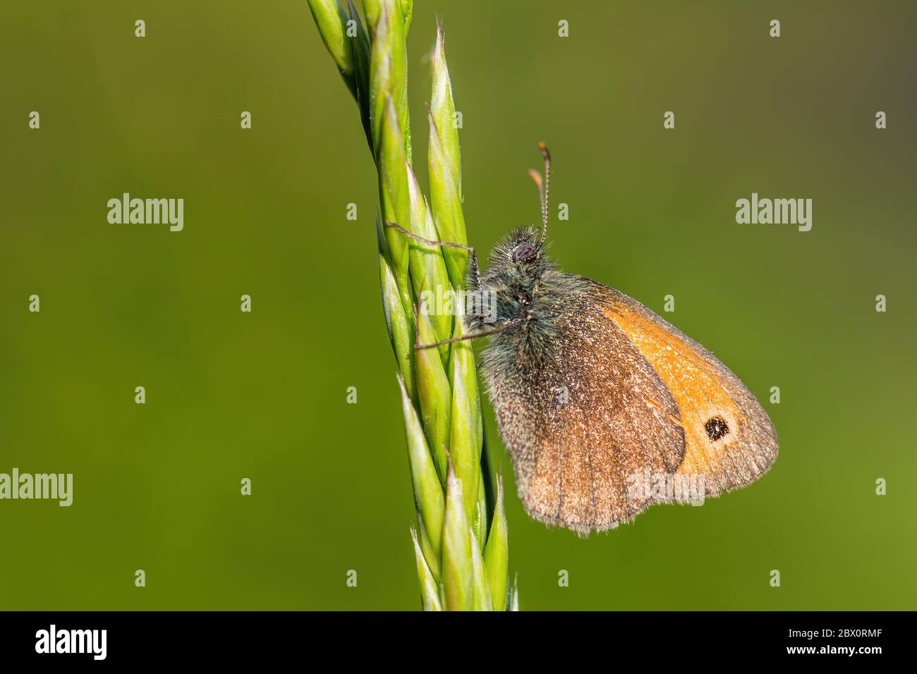 Farfalla di piccola salute - Coenonympha pamphilus, bella farfalla marrone e arancione dall'Europa e dal Nord Africa, Zlin, Repubblica Ceca. Foto Stock