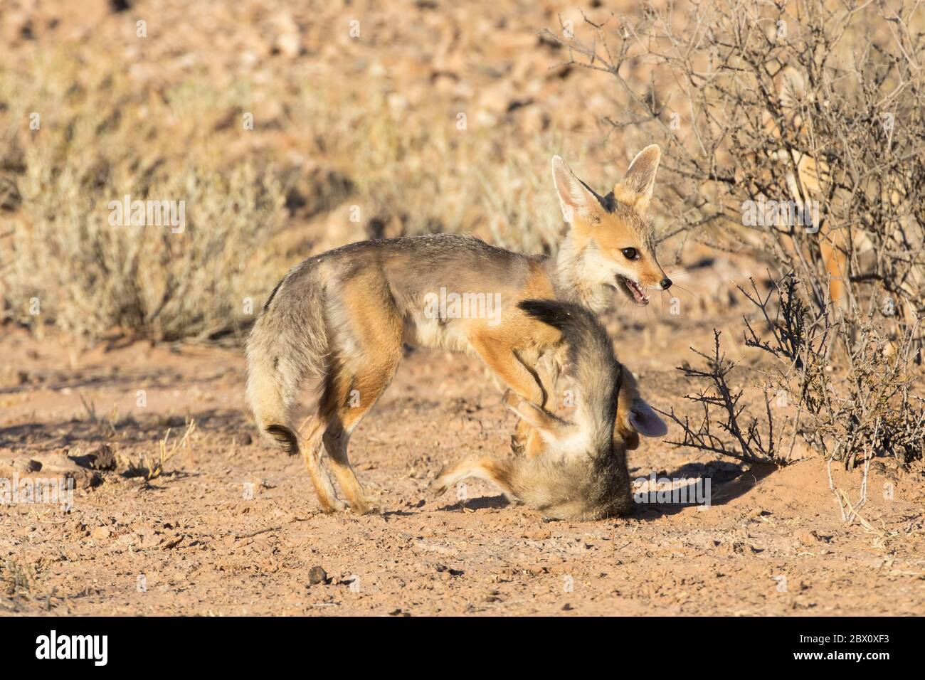 Cape Fox, Vulpes chama, giocando con un giovane cucciolo all'alba, Kgalagadi Parco transfrontaliero, Northern Cape, Sud Africa Foto Stock