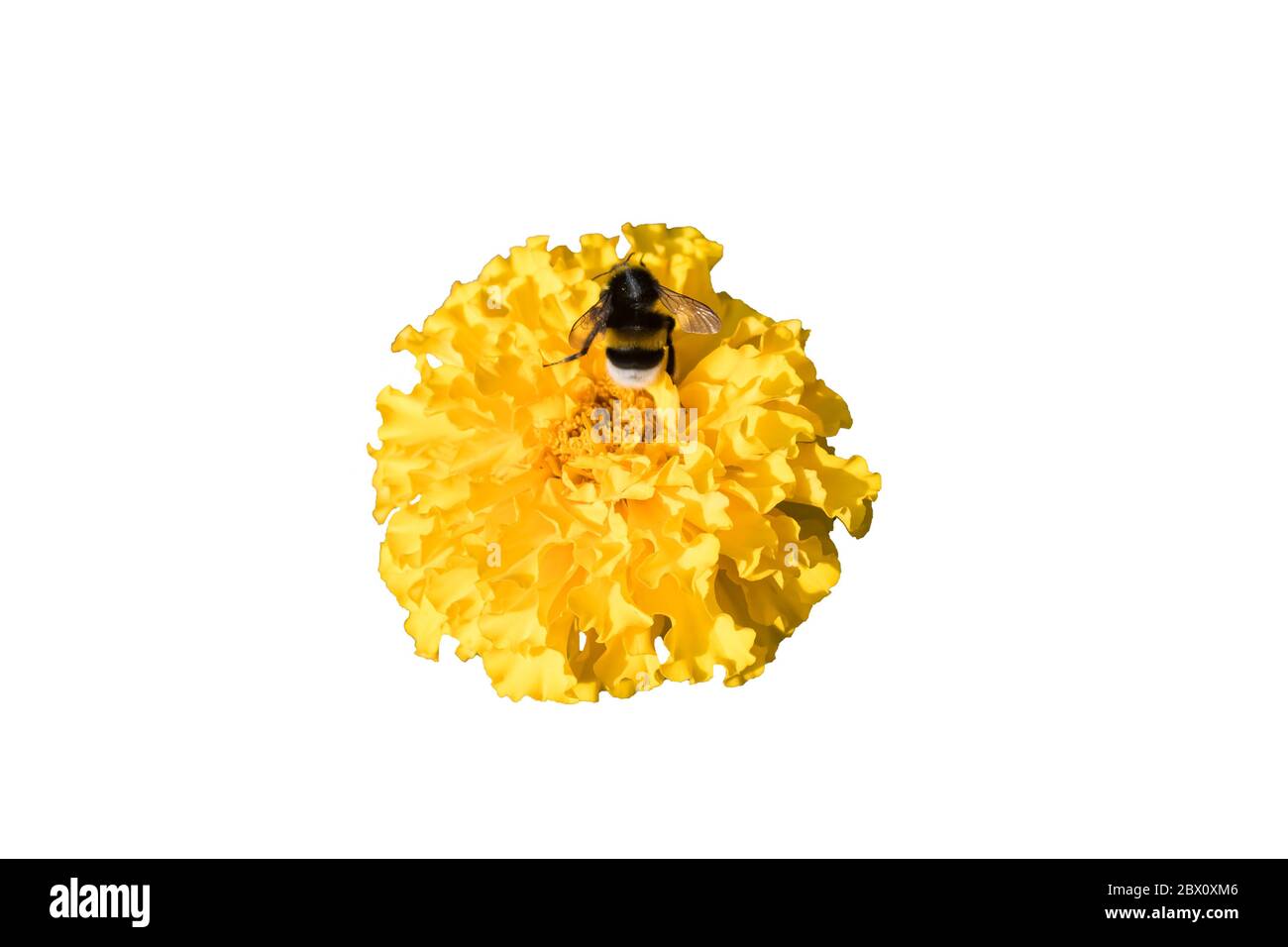 Bumblebee su un fiore giallo isolato su bianco Foto Stock