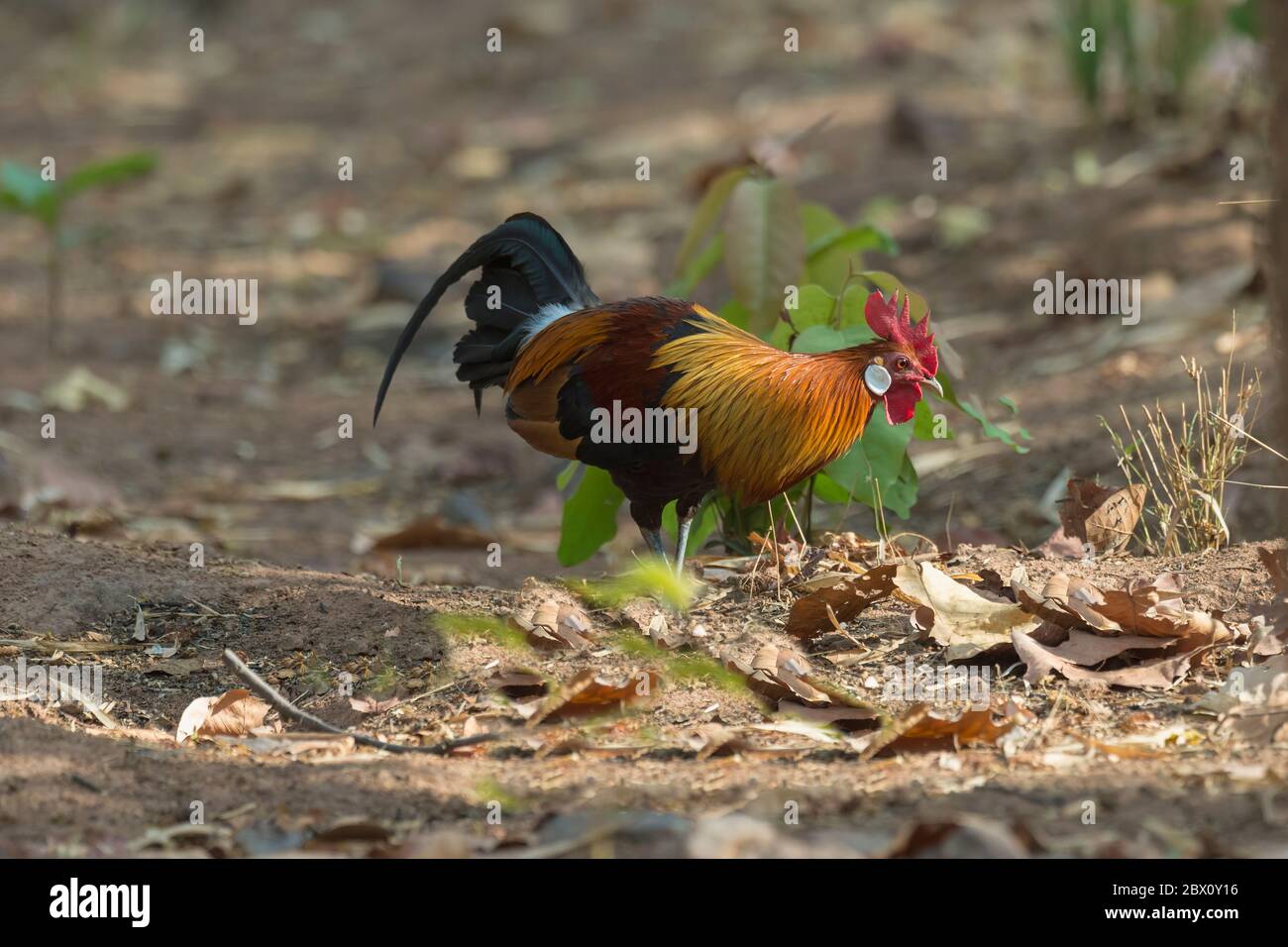 Red Junglefowl (Gallus Gallus), Parco Nazionale Di Bandhavgarh, Madhya Pradesh, India Foto Stock