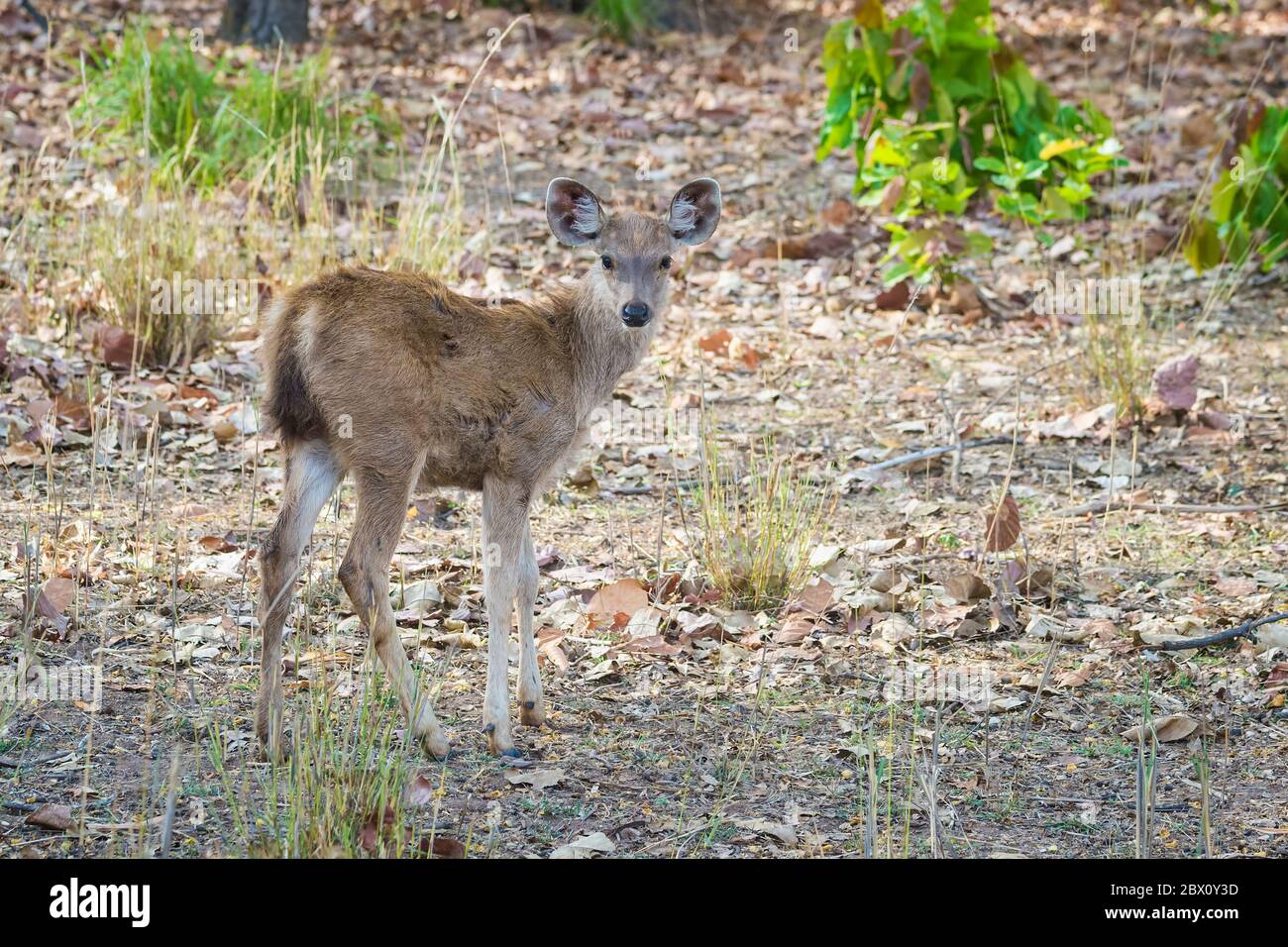 Giovane cervo sambar (Rusa unicolor) nella foresta, Parco Nazionale di Bandhavgarh, Madhya Pradesh, India Foto Stock