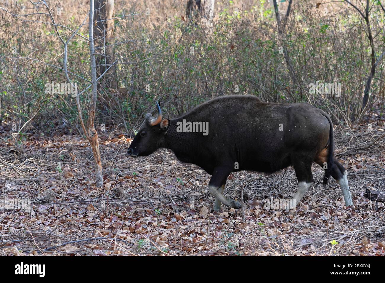 Gaur (Bos gaurus) o bisonte indiano, Kanha National Park, Madhya Pradesh, India Foto Stock