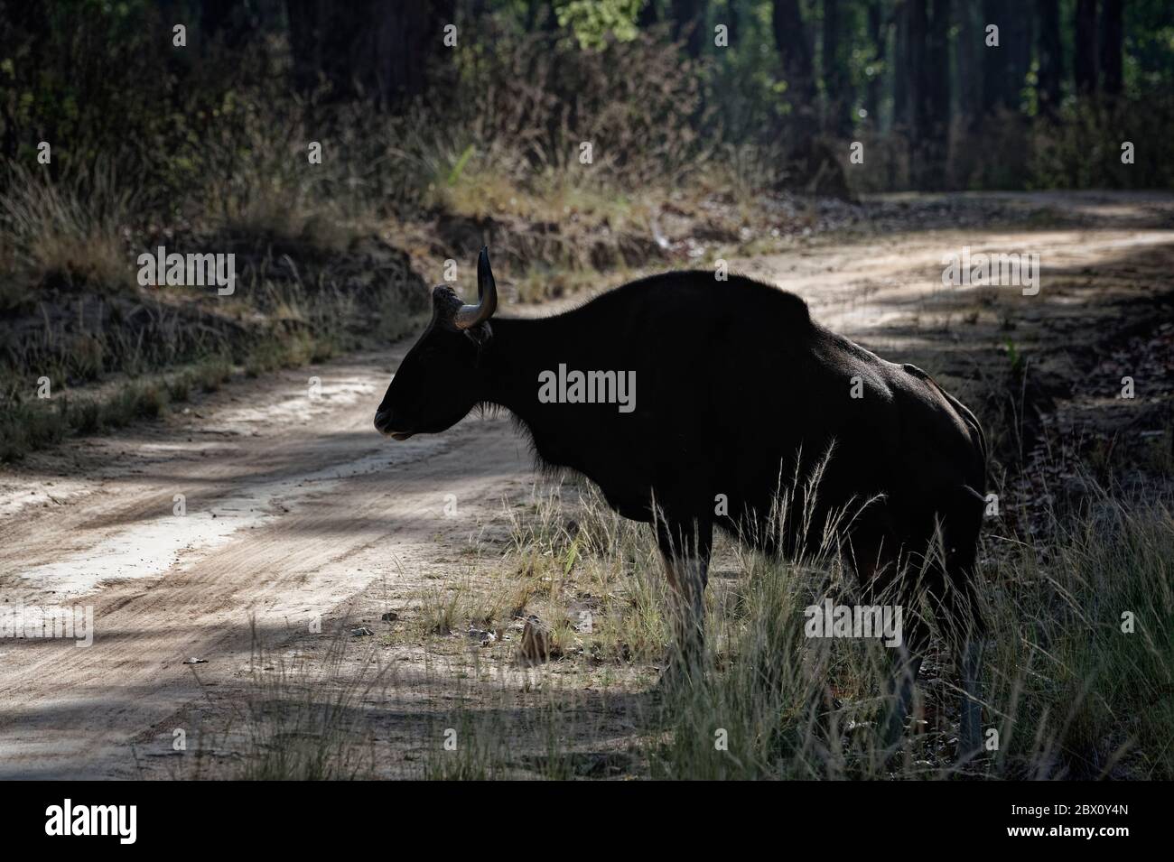 Gaur (Bos gaurus) o bisonte indiano che attraversa una strada, Kanha National Park, Madhya Pradesh, India Foto Stock