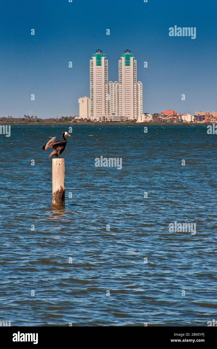 Torri condominiali a South Padre Island, pellicano in piedi su palo di ormeggio, vista attraverso Laguna Madre da Port Isabel, Golfo del Messico mare, Texas Foto Stock