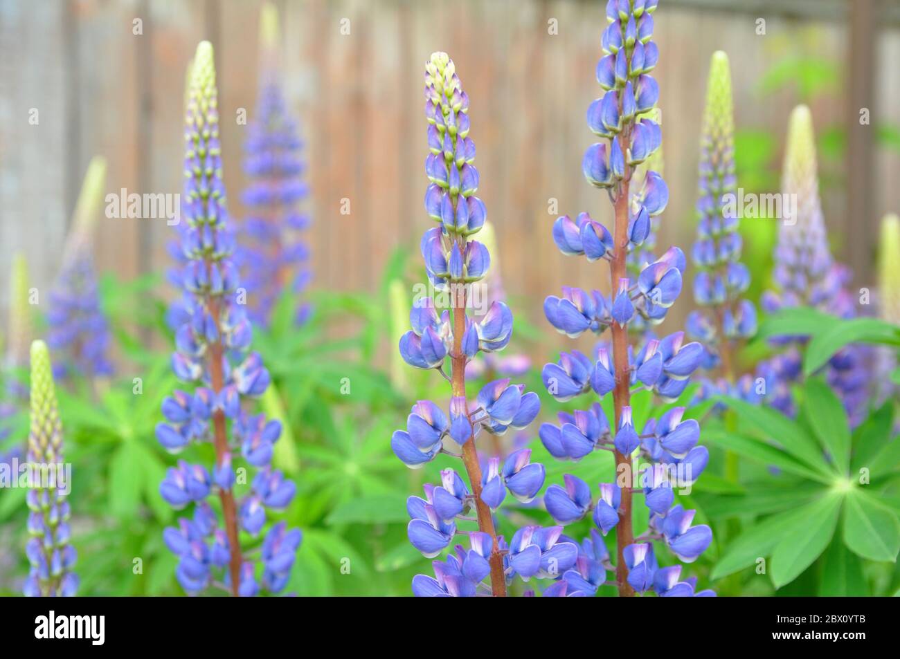 Lupin con fiori blu. Sfondo di fiori lupini in estate. Messa a fuoco, sfocatura. Foto Stock